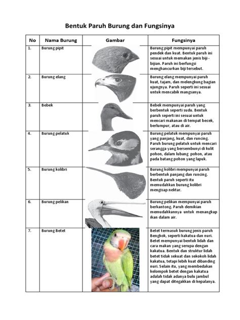 Bentuk Paruh Burung Menentukan Pola Makan dan Cara Mendapatkan Makanan yang Berbeda-beda